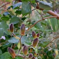 セイヨウニンジンボク,ホトトギス,ホトトギス,セイヨウニンジンボク プルプレア,庭の画像