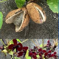 アケビ,アケビ,シュウメイギク,シュウメイギク,ブライダルベールの画像