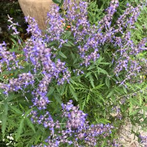 ロシアンセージ,ありがとう❤️,世界平和,青い花マニア,チーム・ブルーの画像