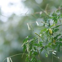 コマツナギ,コマツナギの花,コマツナギ豆果,コマツナギ豆果の画像