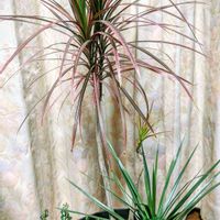 ドラセナ,プミラ,ダバリア　ラビットフッド,ミニ観葉の画像