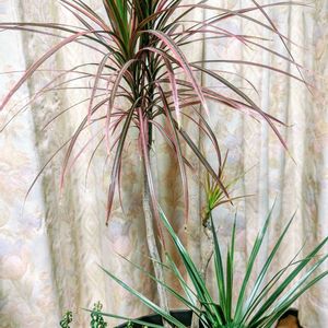 ドラセナ,プミラ,ダバリア　ラビットフッド,ミニ観葉の画像