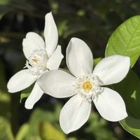 セイロンライティア,セイロンライティア,沖縄,白い花マニア,おうち園芸の画像