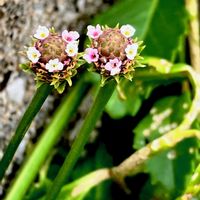 イワダレソウ,山野草,絶滅危惧種,自生,多年草の画像