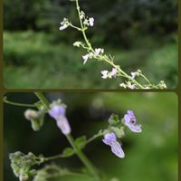 アケボノソウ,サワギキョウ,ヤナギラン,ヒキオコシ,キバナアキギリの画像