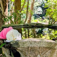 フヨウ,芙蓉,ふよう,芙蓉(ふよう)の花,京都の画像
