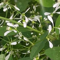 白雪姫,ユーフォルビア 白雪姫,公園,ホワイトウェンズデーの画像