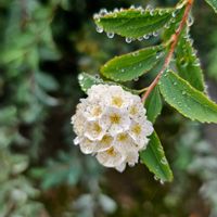 コデマリ,雨粒,白い水曜日♡,雨粒シリーズ☆,mimozaの雨粒シリーズの画像