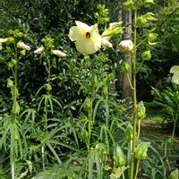 ハナオクラ,花オクラ,アオイ科,筑波実験植物園,黄色いお花大好き協会の画像