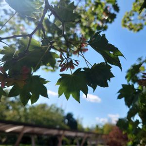 コハウチワカエデ,樹木,植栽,落葉高木,日本固有種の画像