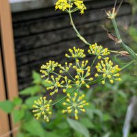 フェンネル,お出かけ先の画像
