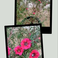 ギョリュウバイ,ギョリュウバイ,ギョリュウバイの画像