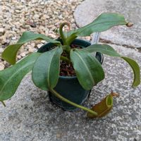 ウツボカズラ,ウツボカズラ　ビーチバリオ×ミラの画像