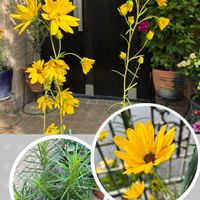 ニオイバンマツリ,アメジストセージ,ヘリアンサス イエローサブマリン,アメジストセージとポトス,お花の成長を見る楽しさの画像