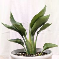 バオバブ,ストレリチア 極楽鳥花,観葉植物,バオバブ・アダンソニア・ディギタータ,観葉植物のある暮らしの画像