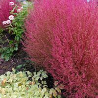 アマドコロ,ギボウシ,コキア,タニウツギ,シモクレンの画像