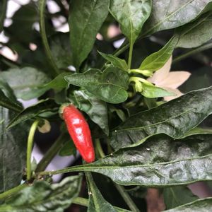 タカノツメ,トウガラシ,プランター野菜,種から,種から育てる！の画像