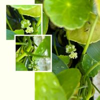 ウォーターマッシュルーム,ウォーターマッシュルームの花,白い花,꒰ღ˘◡˘ற꒱かわゅ~,メダカ鉢の画像