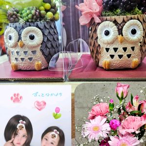 タマスダレ,プリザーブドフラワー,タマスダレ(玉簾),生花ブーケ♡,プリクラ♡♡の画像