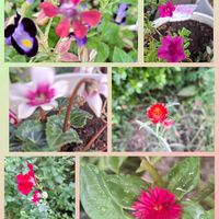 セイヨウニンジンボク,赤いお花,ベランダ,庭の画像