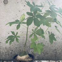 アデニア・グラウカ,塊根植物,コーデックス,花のある暮らし,ジャングル化計画の画像