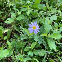 ミヤコワスレの画像