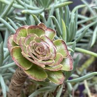 美空鉾,美空の鉾,多肉植物,アエオニウム属,斑黒法師の画像