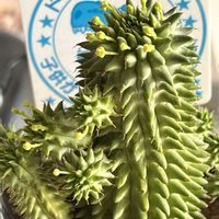 ドラゴンボール,ユーフォルビア,GSのみなさんに感謝♡,医療従事者に感謝,Global peaceの画像