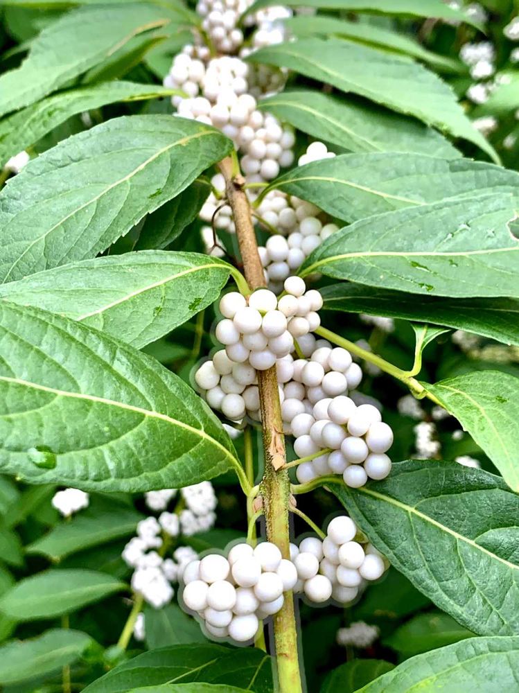 シゲルさんの中区への投稿