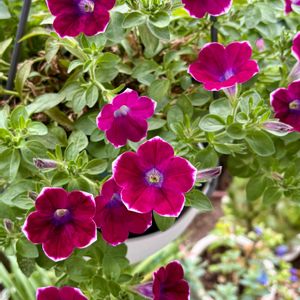 ペチュニア,サフィニアアート,サフィニアアートあずきフラッペ,サフィニアアート　るりいろ風ぐるま,ガーデニングの画像