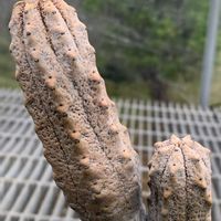 ユーフォルビア アブデルクリ,多肉植物,ユーフォルビア,珍奇植物,ビニールハウスの画像