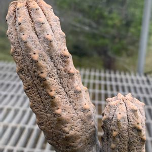 ユーフォルビア アブデルクリ,多肉植物,ユーフォルビア,珍奇植物,ビニールハウスの画像