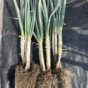 極苗,極苗　一翠太,プランター野菜,プレゼント企画,植物大好きの画像