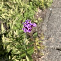 アケビ,マツバギク,ヤナギハナガサ,ナミキソウ,クマツヅラ科の画像