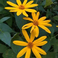 キクイモ,菊芋,雑草,山野草,野草の画像