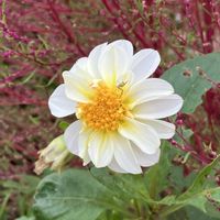 ダリア,ヨルガオ,サンパラソル クリアホワイト,カラスウリの花,白い水曜日♡の画像