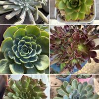 黒法師,七福神,ピンクルビー,トップシーダービー,多肉植物の画像