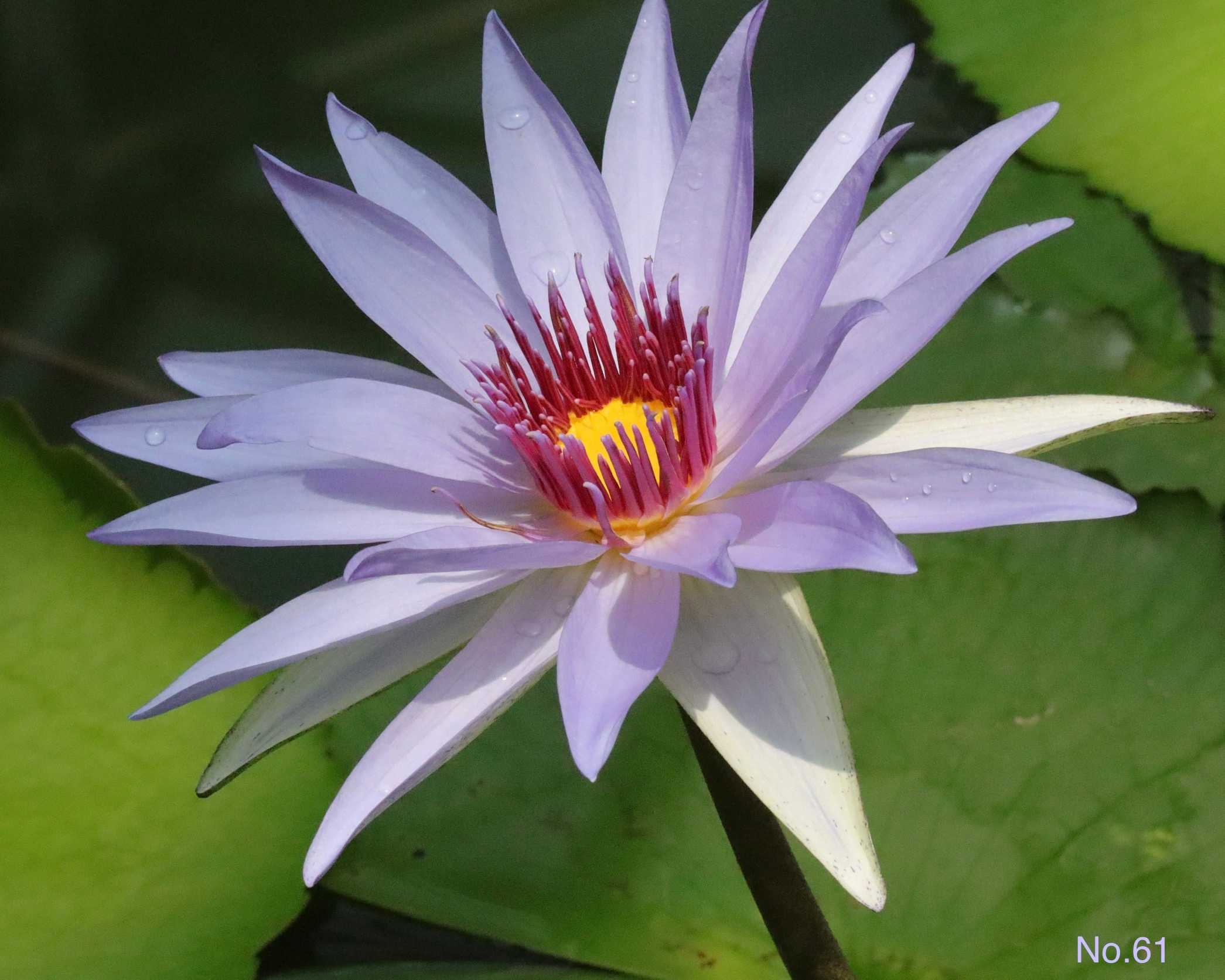 スイレン花 maxresdefault.jpg