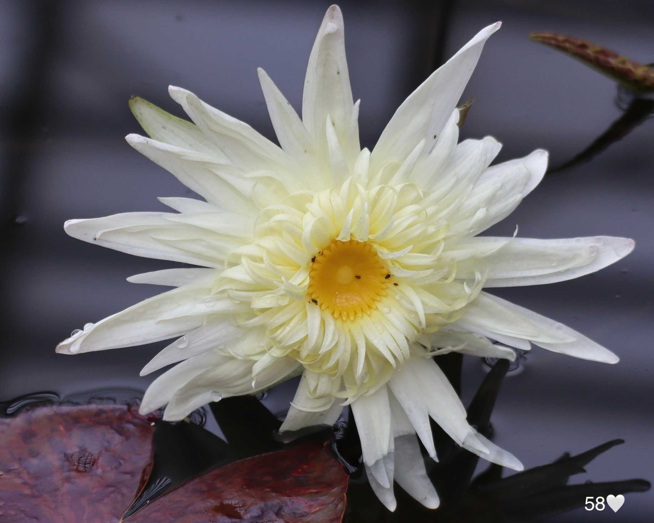 2025 新💜熱帯スイレン(神代植物公園)｜🍀GreenSnap（グリーン