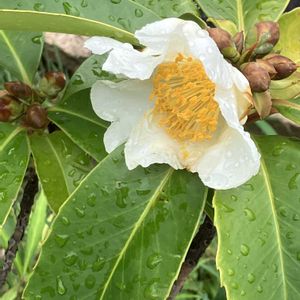 タイワンツバキの画像