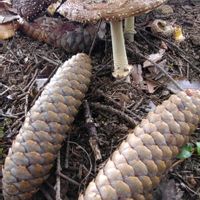 キノコ,ドイツトウヒ,ドイツトウヒの球果,テングダケ科,テングダケの画像