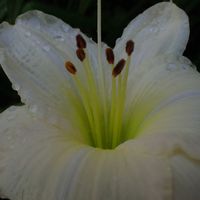 ヘメロカリス,キュンキュン乙女倶楽部,白いお花も好き,キュンキュン乙女倶楽部No190,雫マニアの画像