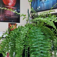 ネフロレピス,フレボディウム ダバナ,ネフロレピスグリーンレディの画像