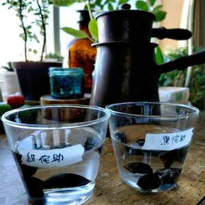 椿の種,つぶやき,アンティーク雑貨,北海道,ありがとうの画像