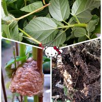 モロヘイヤ,プランター栽培,カマキリの卵,庭からの恵み,根粒菌の画像