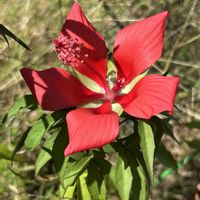 タチアオイ,ナチュラルガーデン,10月の庭の画像