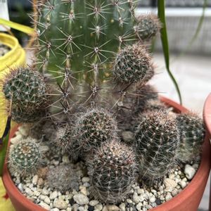 サボテン寄せ植え,金魚草,キバナコスモス,ロビビオプシス,種からの画像