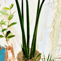 サンスベリア,フェイジョア,チランジア　ウスネオイデス,サンスベリア キリンドリカ,サンスベリア スタッキーの画像