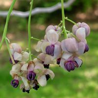 アケビ,アケビ,ハナズオウ,アケビの花,ミツバアケビの画像