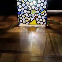 オジギソウ,オジギソウ,ネムノキ,ハナミズキの画像